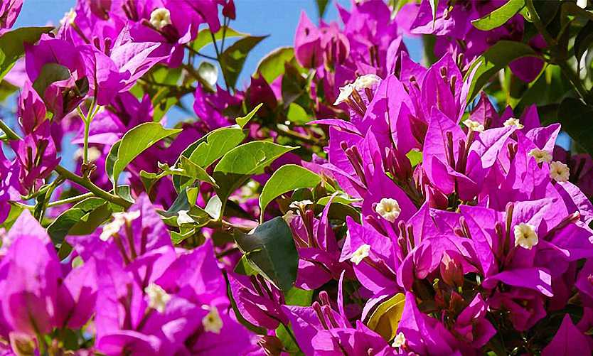 Bougainvillea Glabra (Sirene)