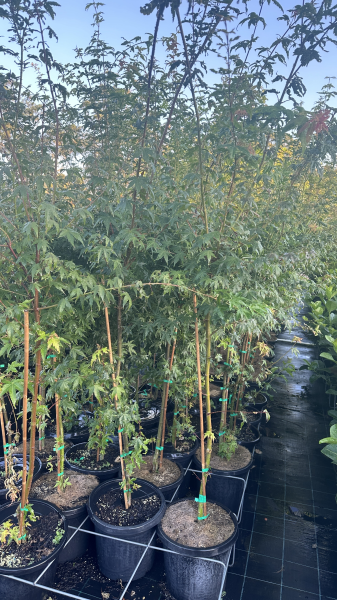 Acer Palmatum (Sango Kaku | Coral Bark Japanese Maple)