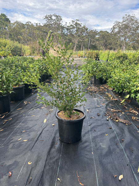 Buxus Microphylla (Japanese Box)