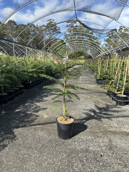 Jacaranda Mimosifolia