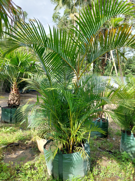 Dypsis Lutescens (Golden Cane Palms)