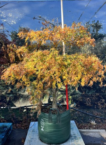 Acer Palmatum (Sekimori Japanese Weeping Maple)