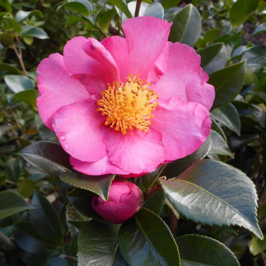 Camellia Sasanqua 'Rose Ann'