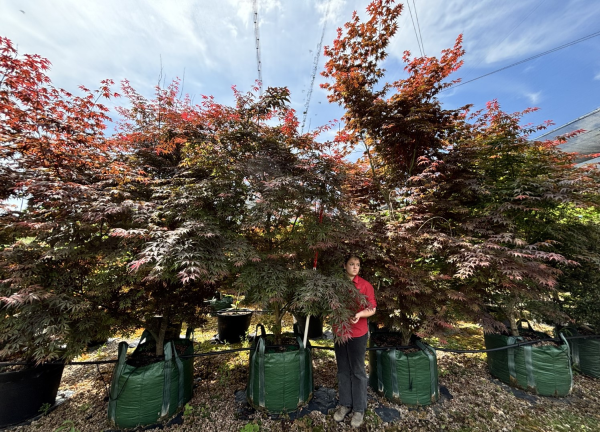 Acer Palmatum Atropurpureum (Purple Maple)