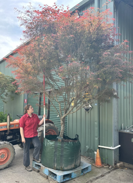 Acer Palmatum 'Red Pygmy' (Japanese Maple Red Pygmy)