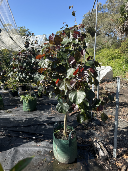 Hibiscus tiliaceus 'Rubra' (Red Hibiscus)