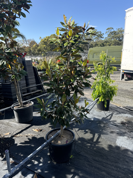 Magnolia Grandiflora (Little Gem)