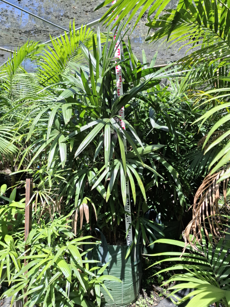 Rhapis Excelsa (Lady Palm)