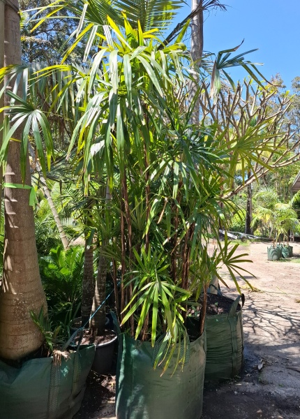 Rhapis Excelsa (Lady Palm)