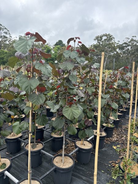 Hibiscus tiliaceus 'Rubra' (Red Hibiscus)