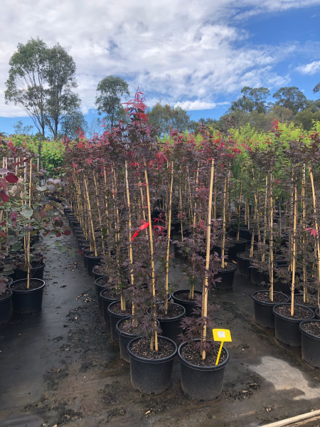 Acer Palmatum Atropurpureum (Purple Maple)