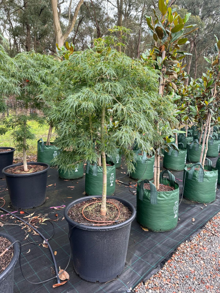 Acer Palmatum 'Viridis' (Viridis Japanese Maple)