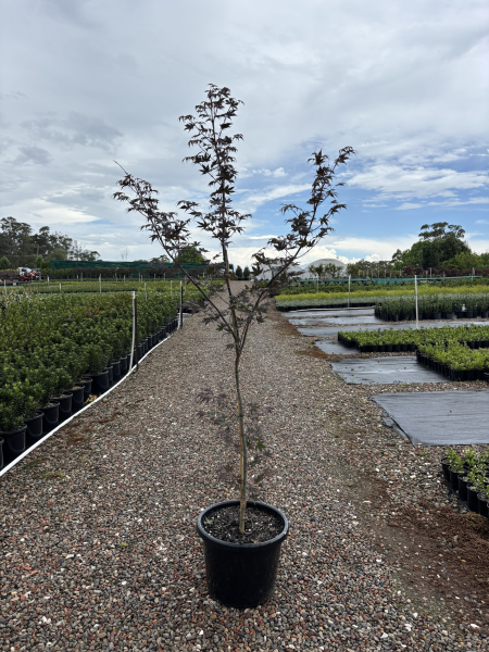 Acer Palmatum Atropurpureum (Purple Maple)