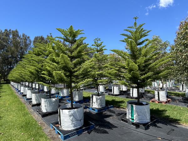 Araucaria Heterophylla (Norfolk Island Pine)