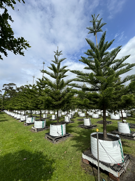 Araucaria Heterophylla (Norfolk Island Pine)