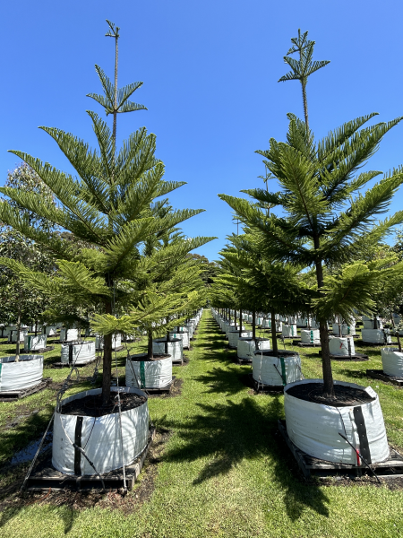 Araucaria Heterophylla (Norfolk Island Pine)