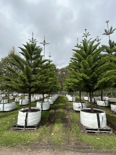 Araucaria Heterophylla (Norfolk Island Pine)