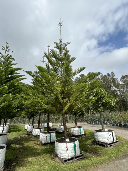 Araucaria Heterophylla (Norfolk Island Pine)