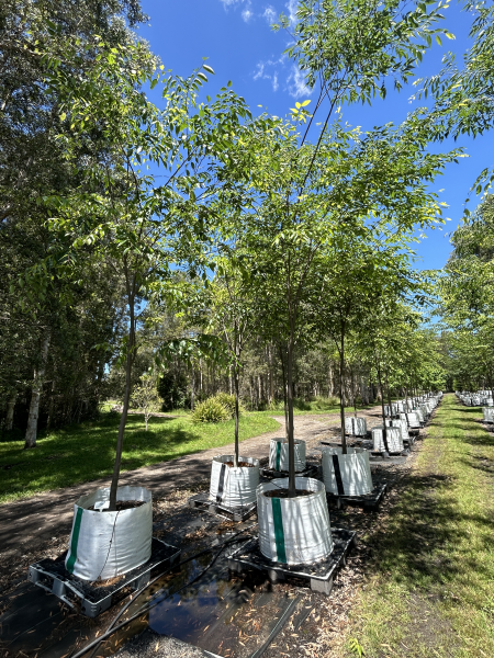 Lagerstroemia Natchez (Crepe Myrtle)