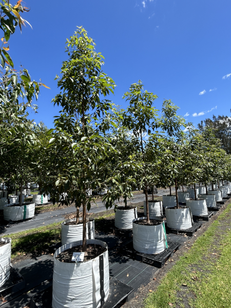 Lophostemon Confertus (QLD Brush Box)