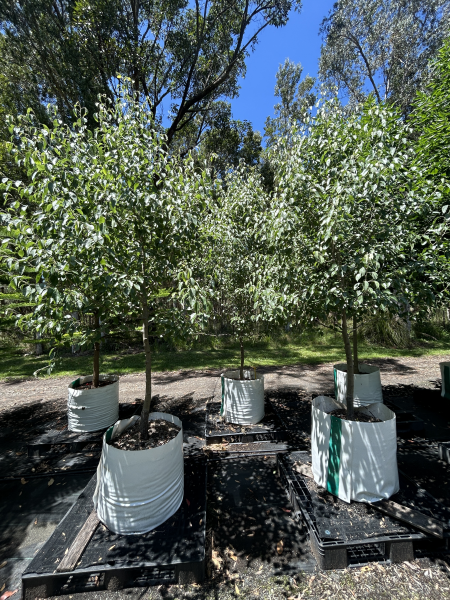 Pyrus Nivalis (Snow Pear)