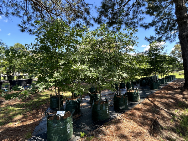 Quercus Palustris (Pin Oak)