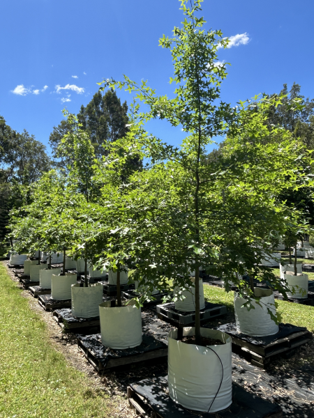 Quercus Palustris (Pin Oak)