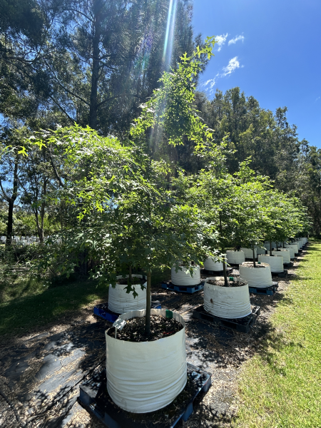 Quercus Palustris (Pin Oak)