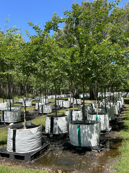 Zelkova Serrata Green Vase (Green Vase Japanese Zelkova)