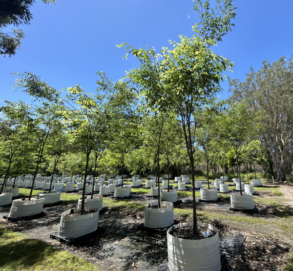 Zelkova Serrata Green Vase (Green Vase Japanese Zelkova)