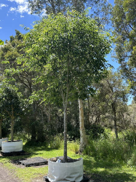 Zelkova Serrata Green Vase (Green Vase Japanese Zelkova)