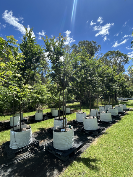 Ulmus Parvifolia (Burneley Select | Chinese Elm)