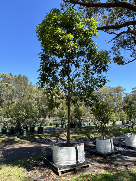 Lophostemon Confertus (QLD Brush Box)