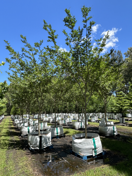 Lagerstroemia Indica (Crepe Myrtle Tuscarora)