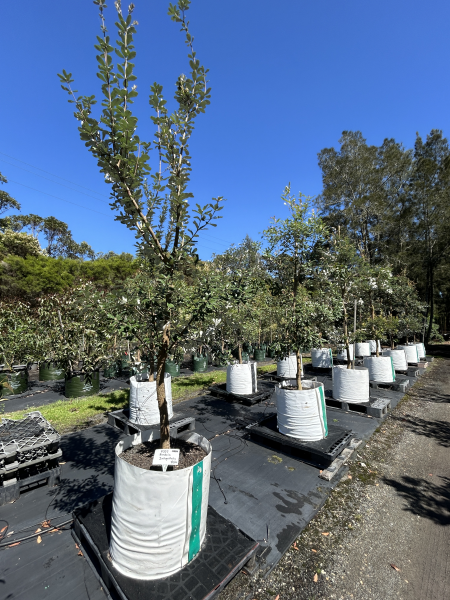 Banksia Integrifolia (Coast Banksia)