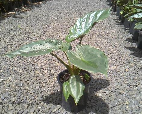 Alocasia Wentii (Hardy Elephant Ear)