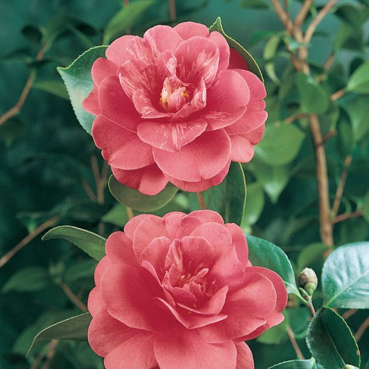 Camellia Japonica 'Great Eastern'