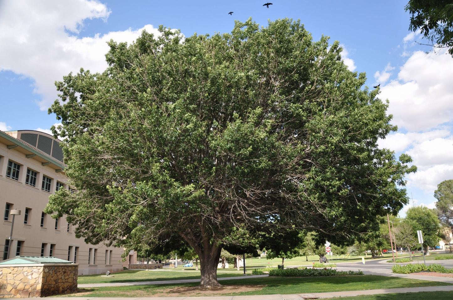 Fraxinus Velutina (Velvet Ash)