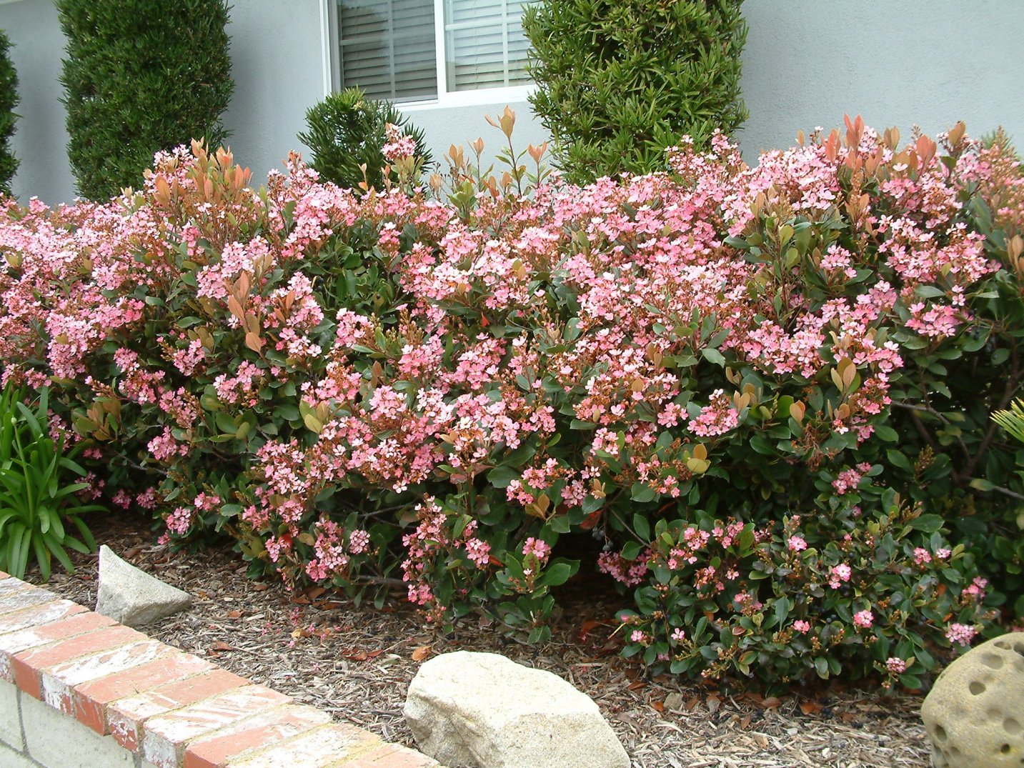 Raphiolepis ‘Springtime’ (Springtime Indian Hawthorn)