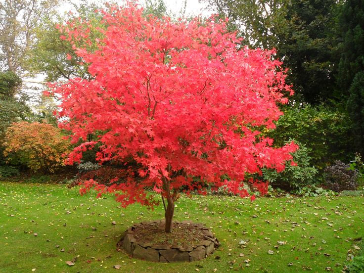 Acer Palmatum 'Crimson Wave' (Crimson Wave Japanese Maple)