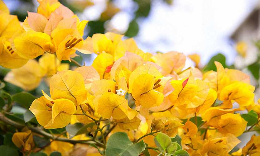 Bougainvillea Glabra (Golden Ice)