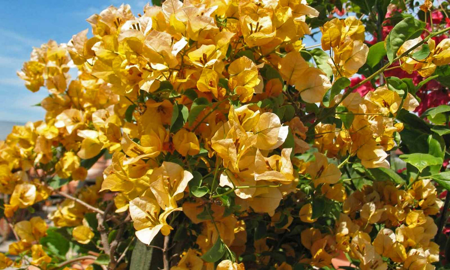 Bougainvillea Glabra (Hawaiian Gold)