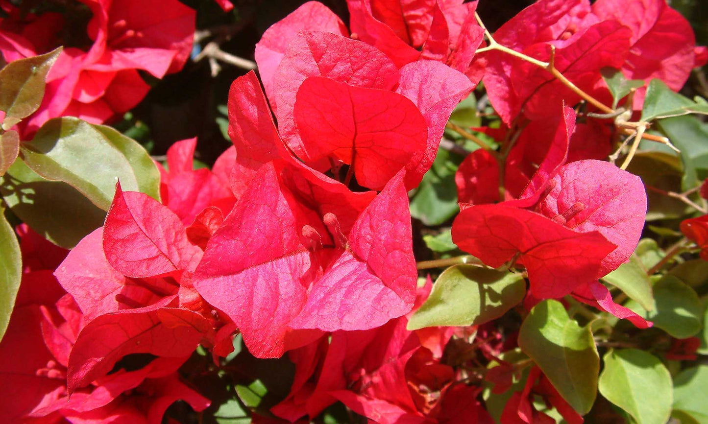 Bougainvillea Glabra (Scarlet O’Hara)