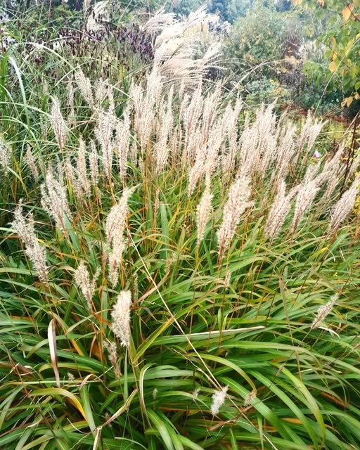 Miscanthus Sinensis ‘Eileen Quinn’ (Eileen Quinn Maiden Grass)