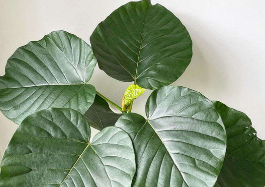 Ficus Umbellata (Umbrella Tree)