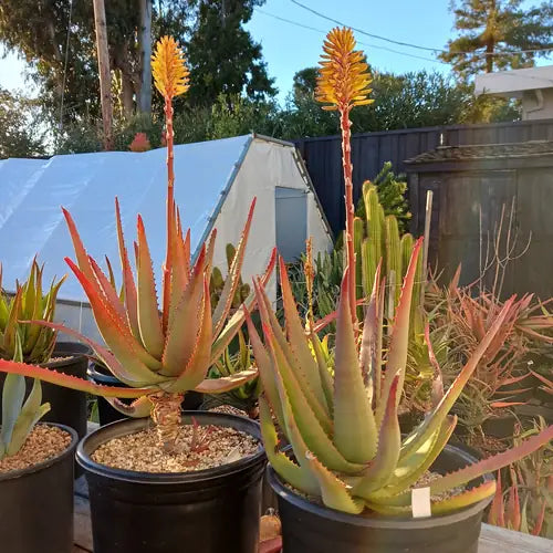 Aloe Hybrid (Moonglow™)