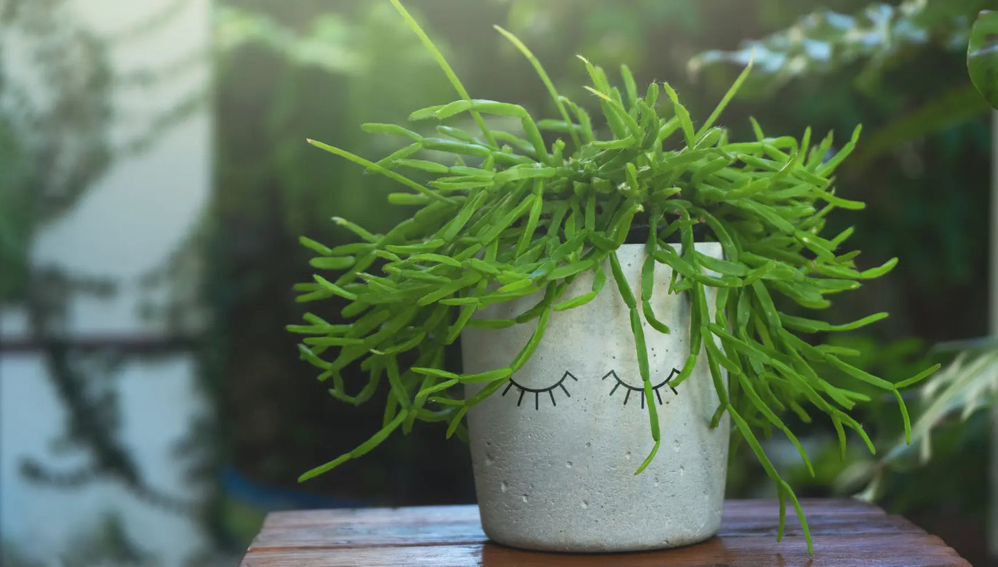 Rhipsalis (assorted varieties)