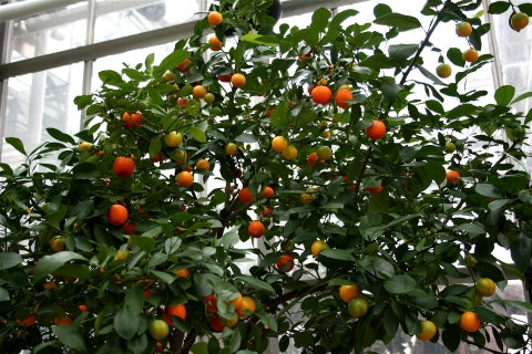 Citrus × Microcarpa (Calamondin Citrus)