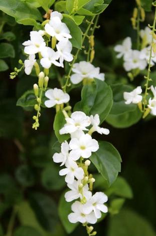 Duranta Repens 'White'