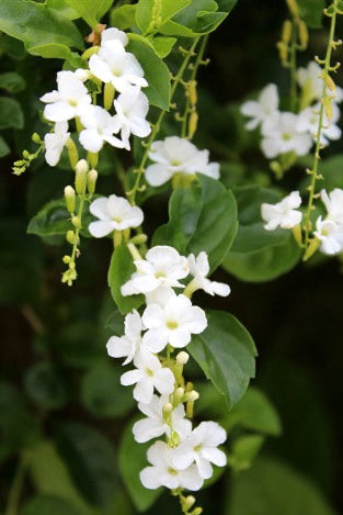 Duranta Alba (White Sky Flower)